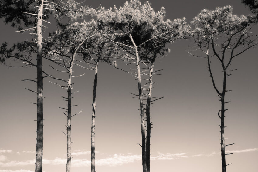 01_HiRes_20220602_DSF0366