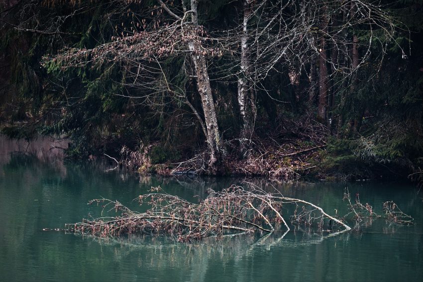 LoRes20200229_DSF2861