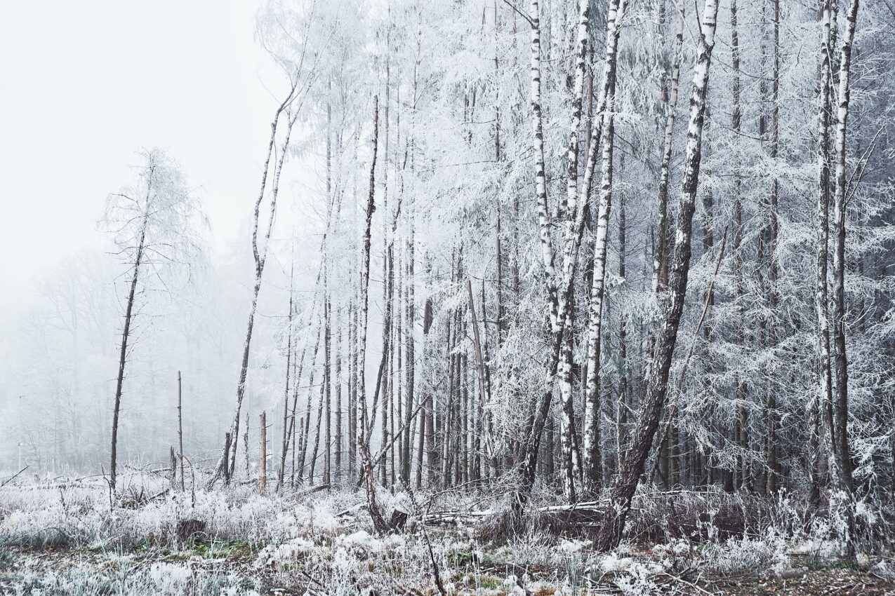 LoRes_20200124_DSF2639