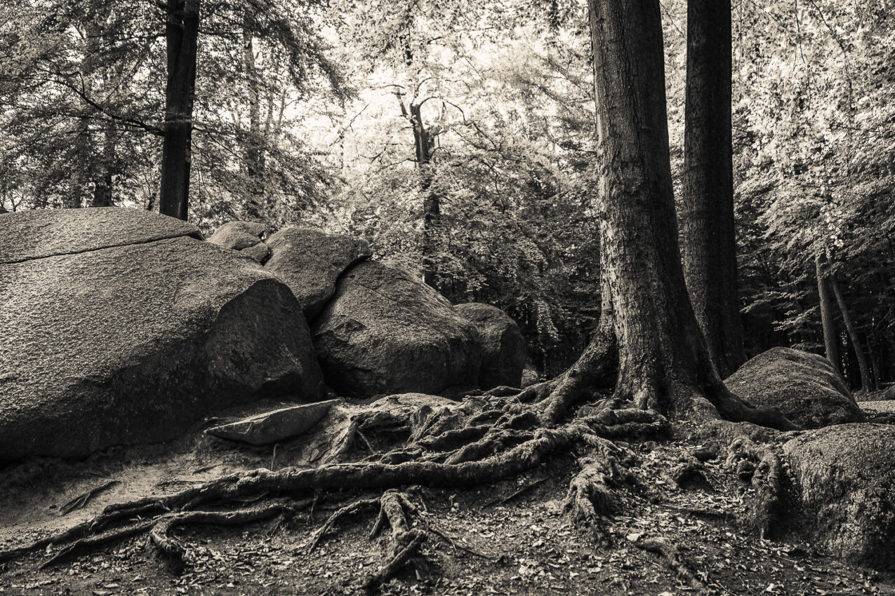 LoRes_20200920_DSF4872