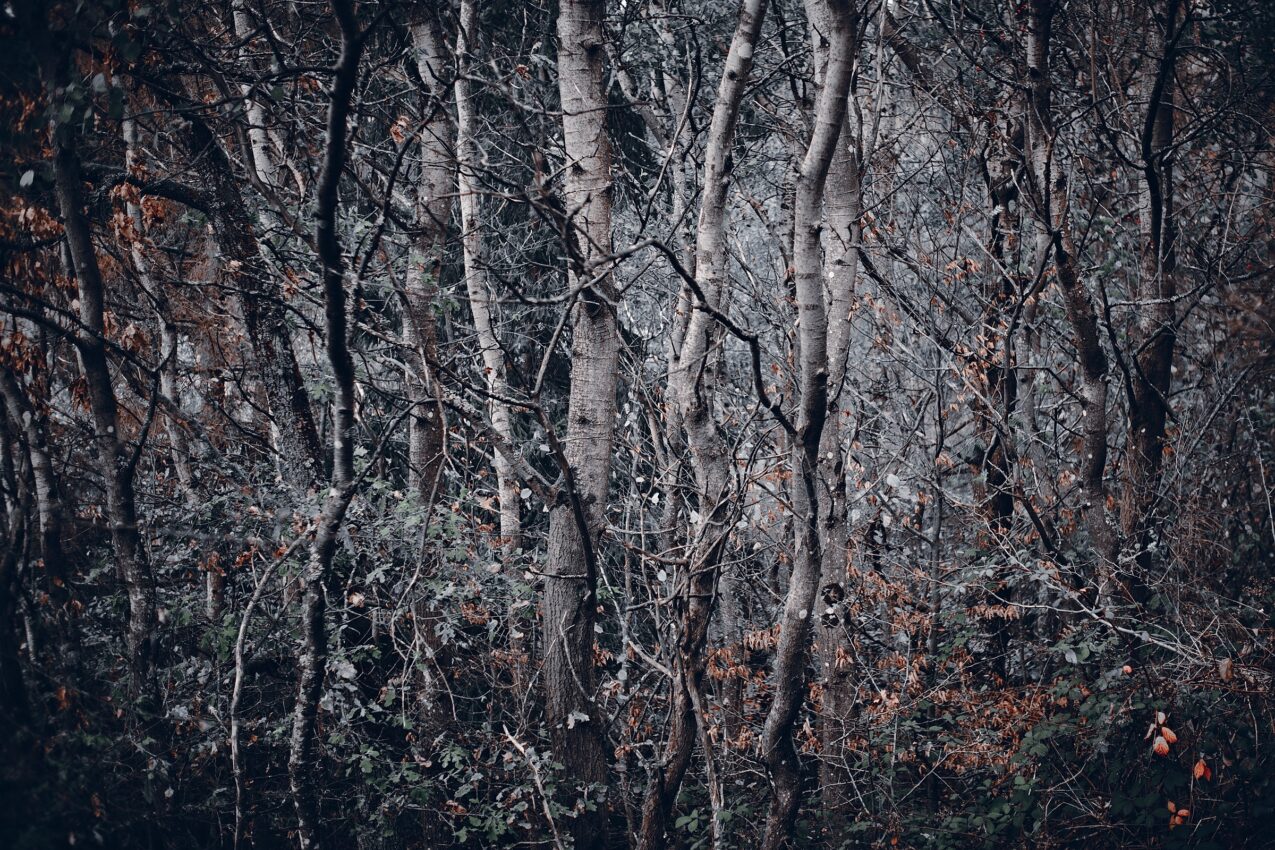 LoRes_20201103_DSF5320