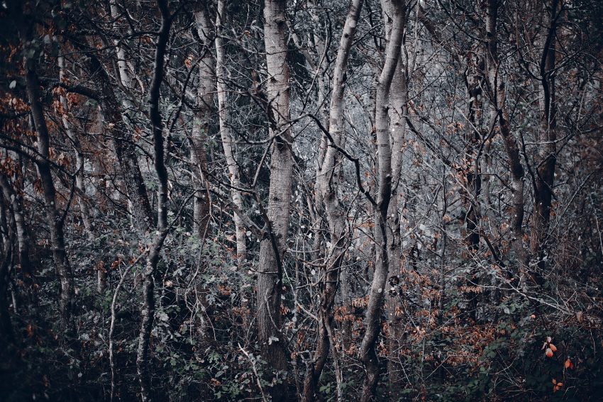 LoRes_20201103_DSF5320