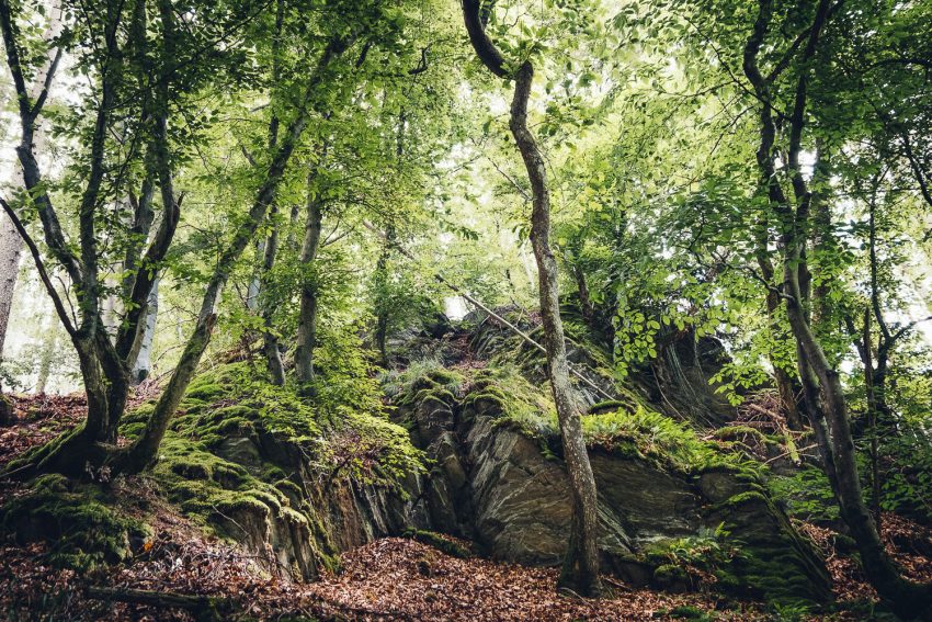 LoRes_HiRes_20210729_DSF9347